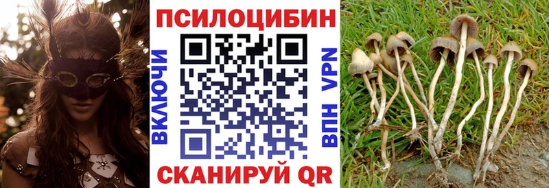 где найти   Усть-Лабинск  Галлюциногенные грибы Psilocybine cubensis 